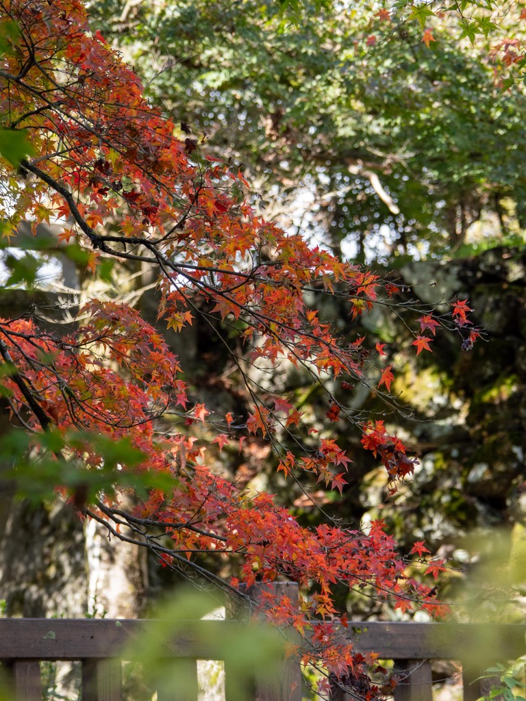 越前大野城