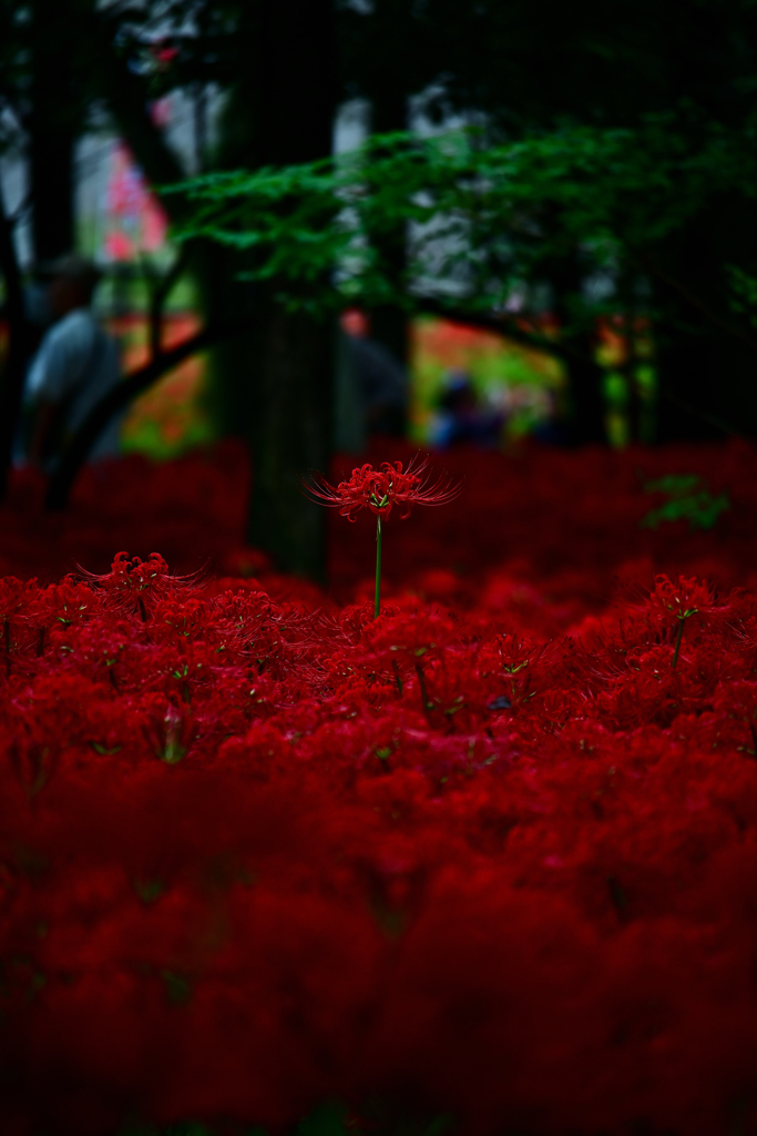灯る火
