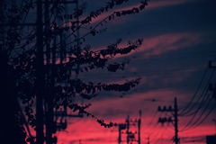 只々夕陽の朱を見た