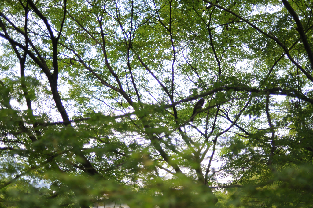 夏の涼しさ