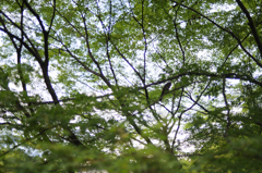 夏の涼しさ