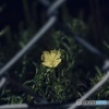 佇ム君ヲ