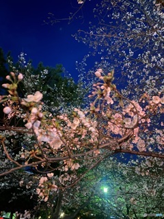 艶桜