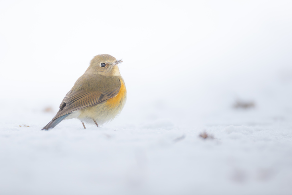 見返りルリビタキ