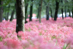 桃色の彼岸花