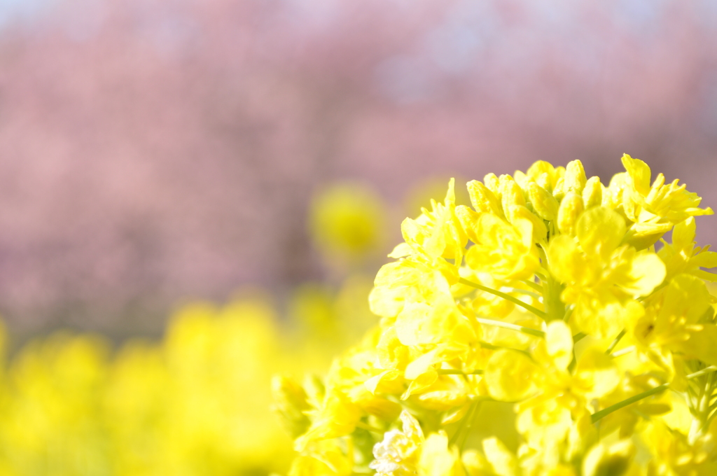 東大山の菜の花畑と河津桜並木
