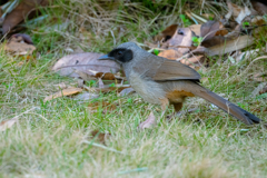 カオグロガビチョウ