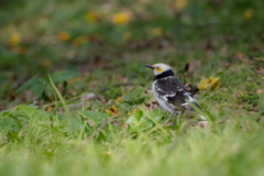 IMG_5383