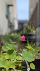 お花