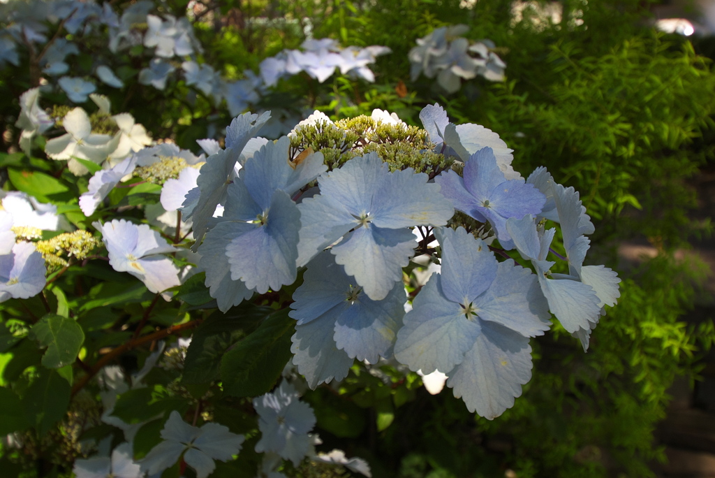 立派なガクアジサイ？