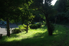 夏の光