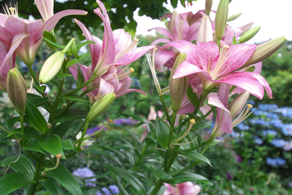 百合と紫陽花１