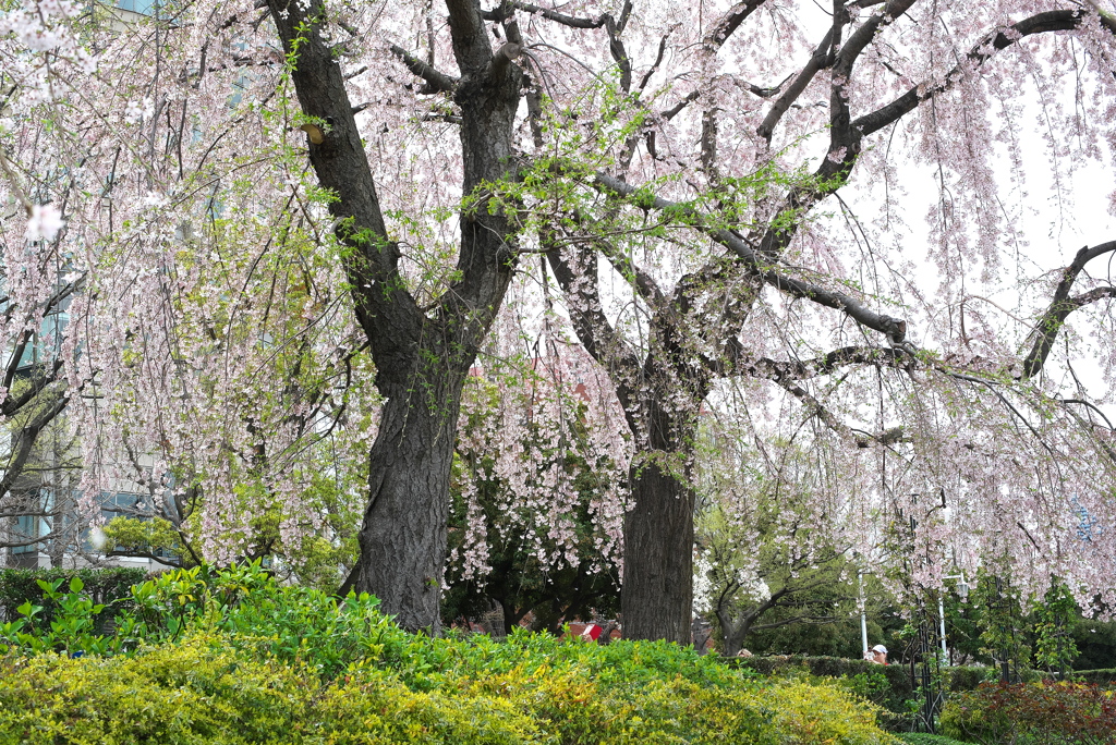 しだれ桜２