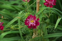 秋雨の金曜日（変わりコスモス）