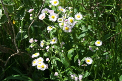 朝のハルジョオン