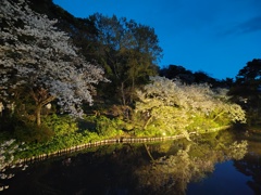 水に映る夜桜３