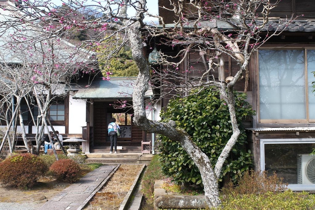 古寺の静かな春
