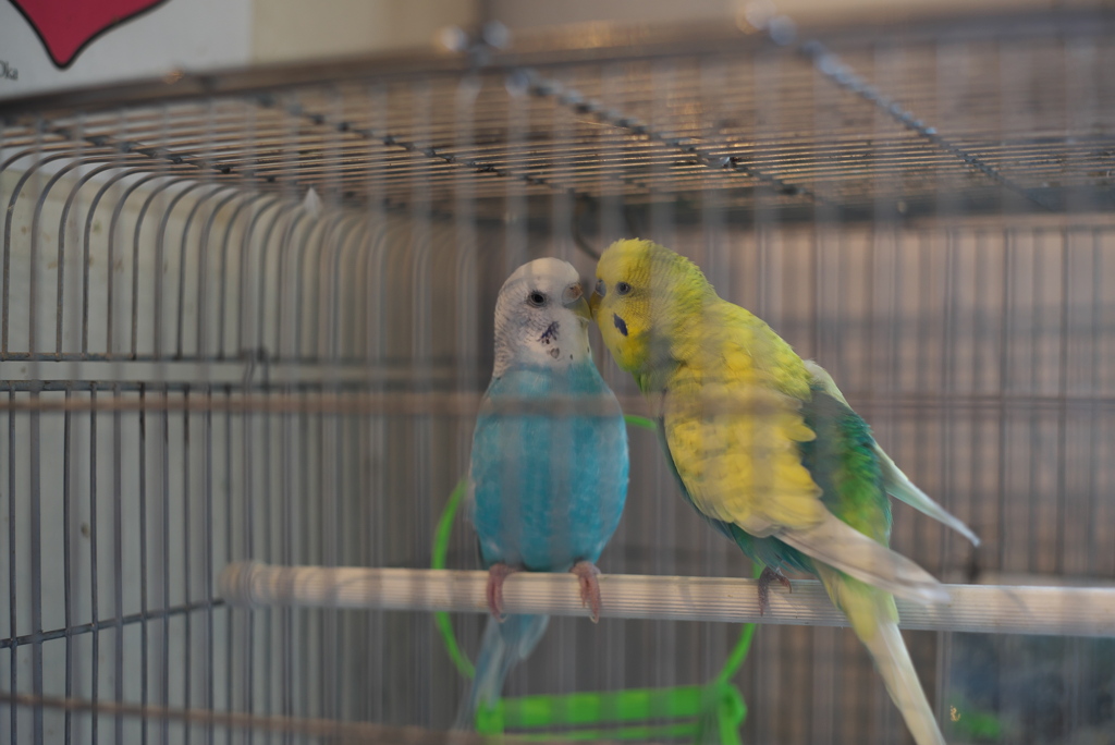 キスしようよ
