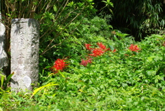 曼珠沙華