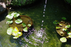 涼し気