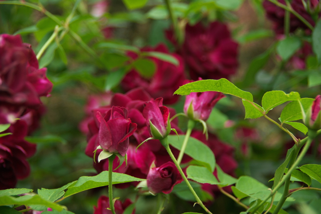 秋雨の金曜日（秋バラ１）