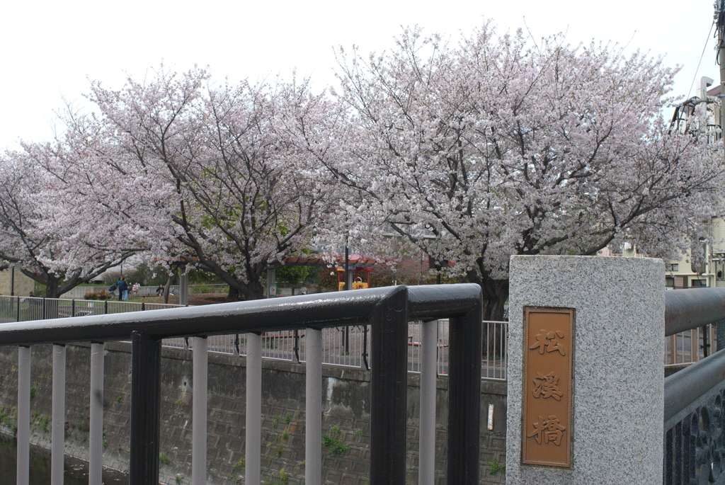 松渓橋の桜