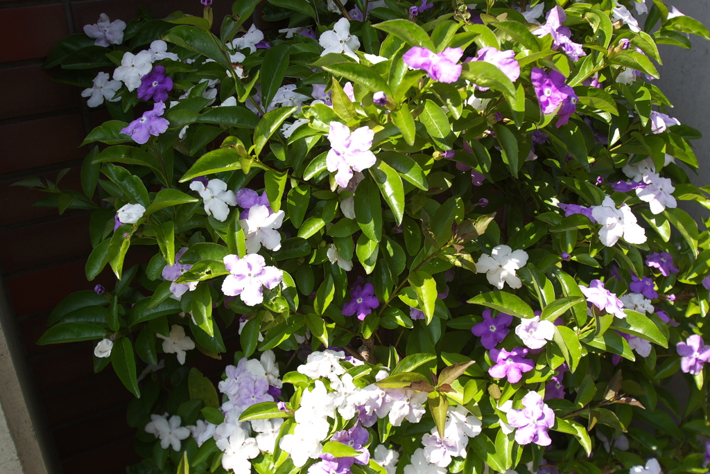 綺麗な茉莉花