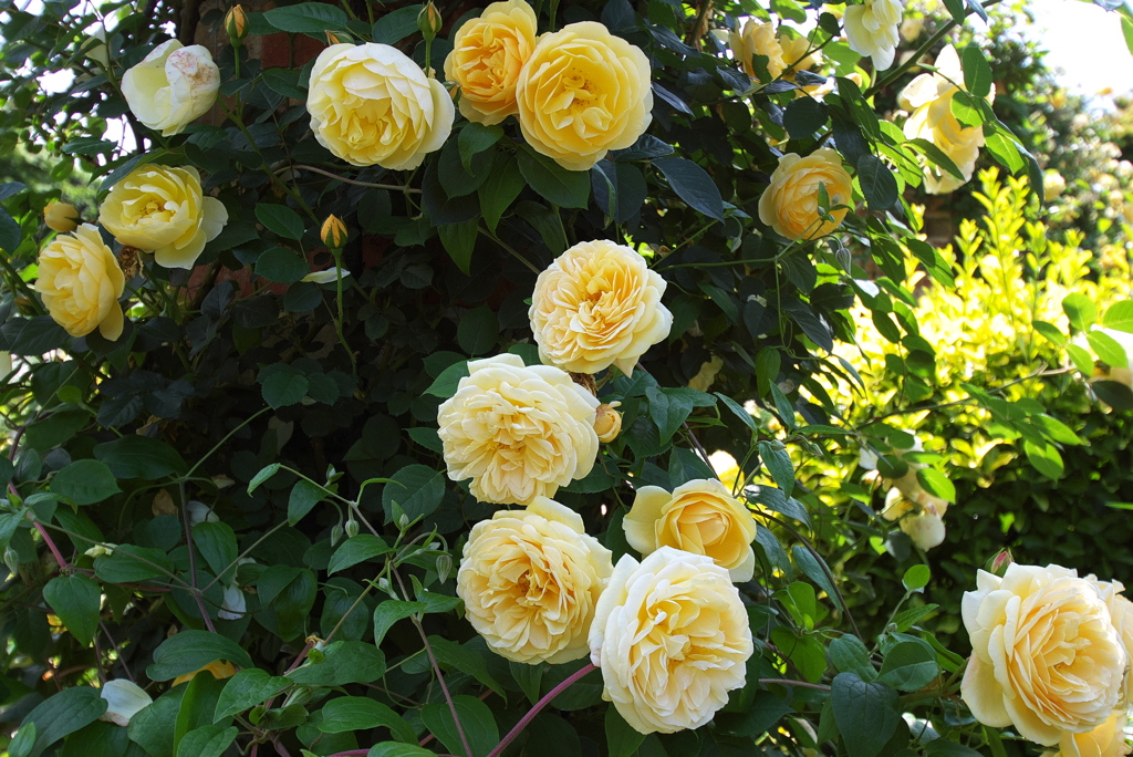 食べたいようなクリーム色