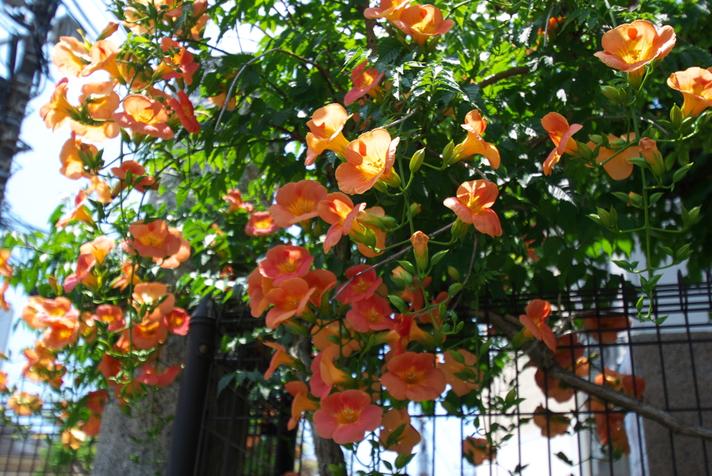 ノウゼンカズラ