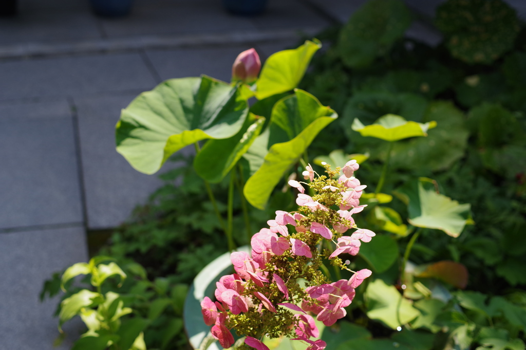 ハスの蕾とベニイタドリ
