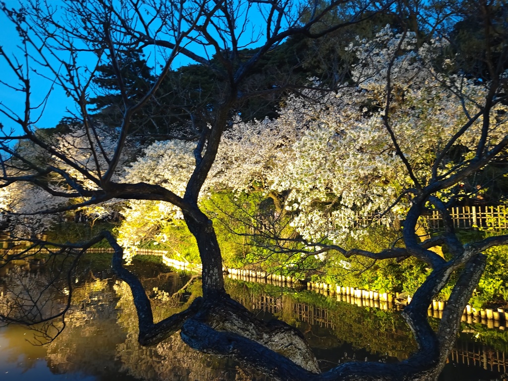 水に映る夜桜１