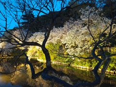 水に映る夜桜１
