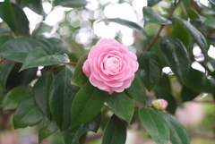 椿１
