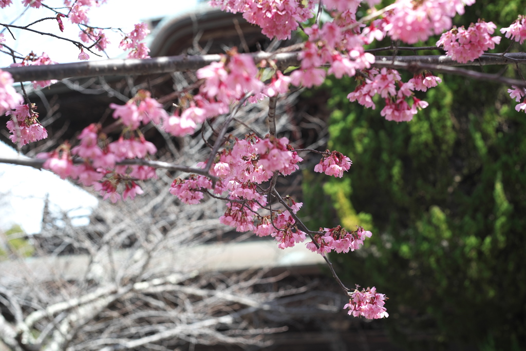 おかめ桜