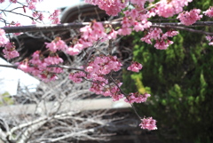 おかめ桜