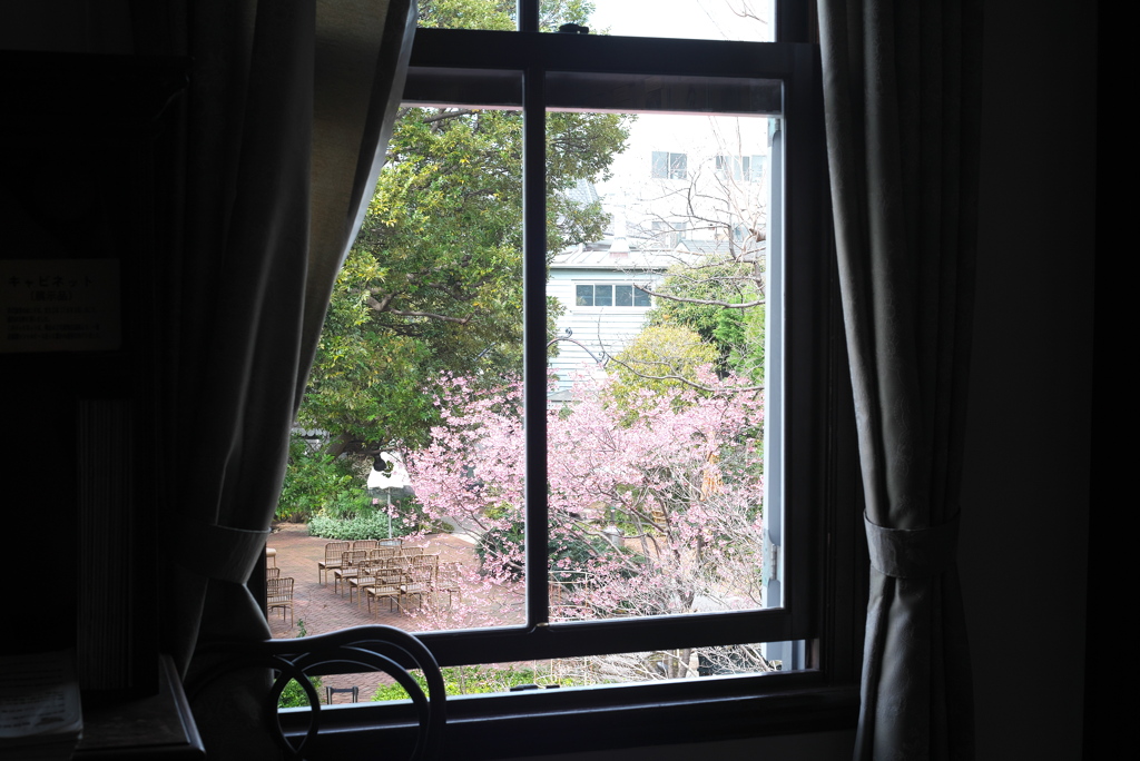 窓の外の早咲き桜
