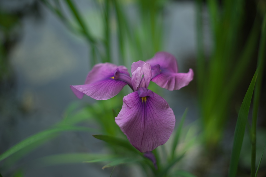 花菖蒲（水草のような）