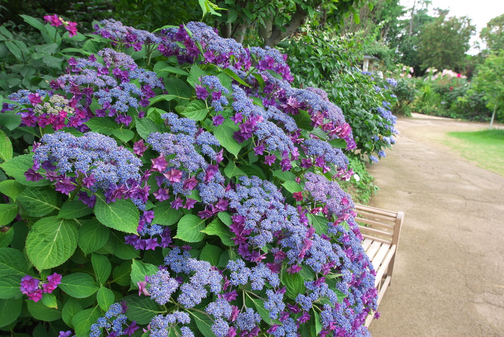 不思議な紫陽花