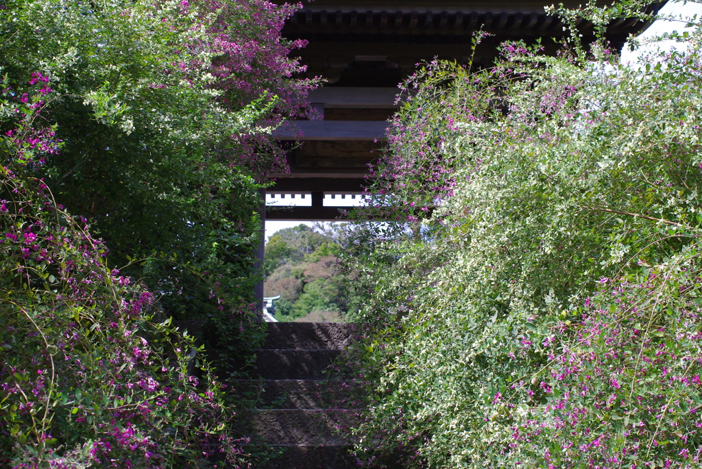 萩の寺１