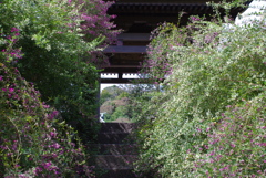 萩の寺１