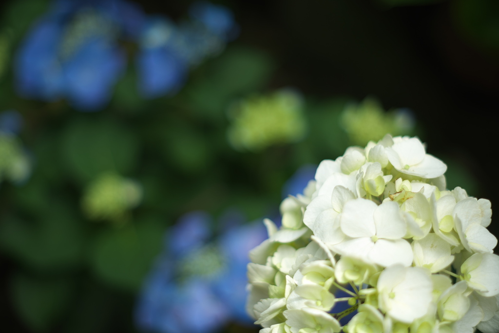 暗がり紫陽花１