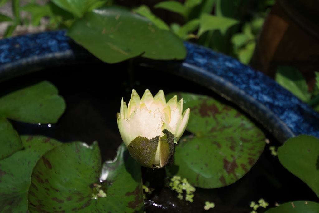 咲きかけスイレン