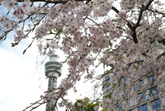桜とマリンタワー