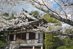 寺のさくら