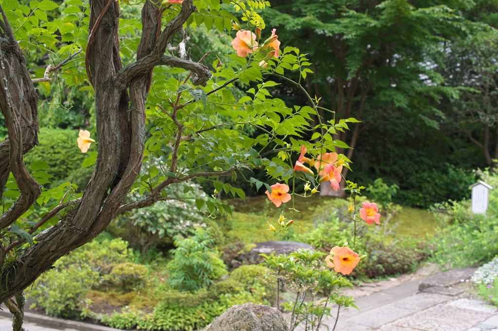 寺のノウゼンカズラ