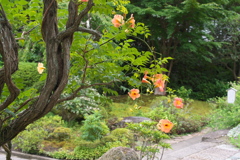 寺のノウゼンカズラ