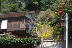 鎌倉の春