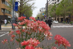 大通りの花束