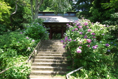アジサイ咲く門