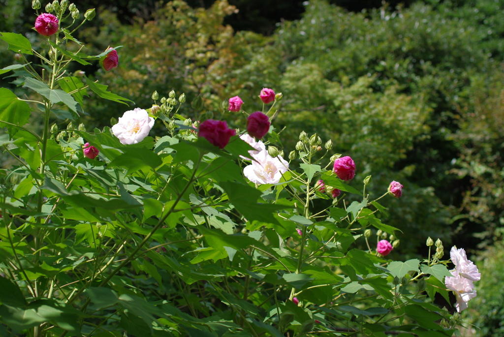 秋の一日・芙蓉